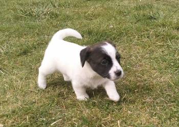 Jack Russell Terrier FCI ZKwP Wroclaw