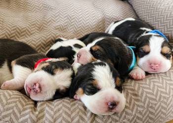 POLECAM Szczeniaka Beagla - możliwość rezerwacji