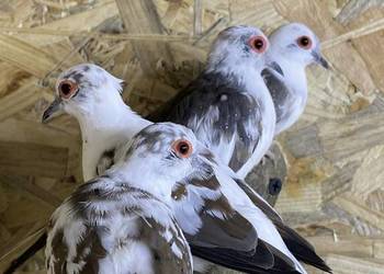 gołąbki gołąbek diamentowy