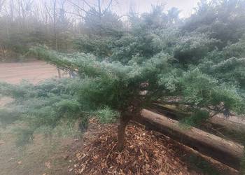 Duże jałowce Grey Owl, Mint Julep, duży jałowiec na bonsai.