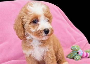 MALTIPOO suczka