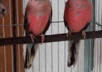 Papugi lilianki mlode