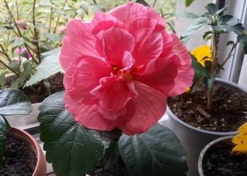 Róża chińska, hibiskus. Kwiat domowy.