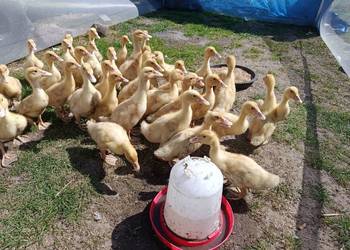 Kaczki białe czerninowe