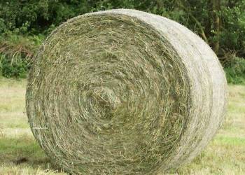 Siano bele z sianych łąk MOŻLIWY TRANSPORT