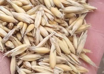 Owies z jęczmieniem