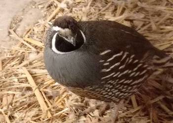 Przepiór kalifornijski