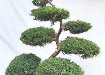 Bonsai Niwaki Jałowiec Wilhelm Pfitzer