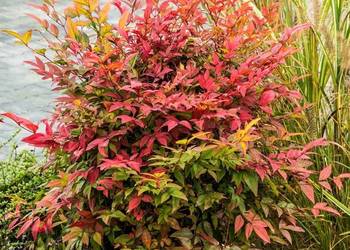 Nandina