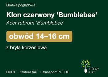 Klon czerwony 'Bumblebee' (Acer rubrum) obwód 14-16 cm, z bryłą – HURT