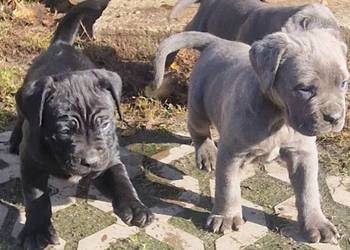 SPRZEDAM SZCZENIAKI CANE CORSO