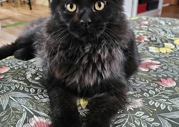 Kocurek dymny Maine Coon