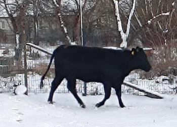 Jałówka mięsna lm 20 miesiecy