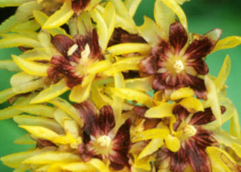 ZIMOKWIAT WCZESNY Chimonanthus - sadzonki w doniczkach