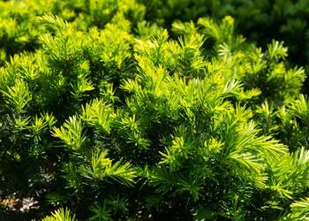 Cis pośredni 'Hicksii' 80-100 cm, w donicy – HURT