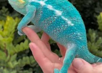 Kameleon lamparci mlode