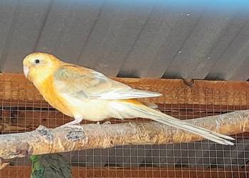 Świergotki zmienią woliere