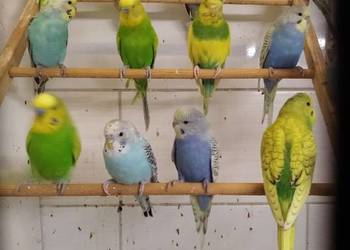 Papugi faliste sprz fam