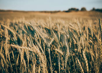 Pszenica jara Tybalt - przewódka
