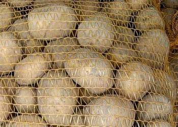 Ziemniak jadalny workowany, ziemniak paszowy ziemniaki