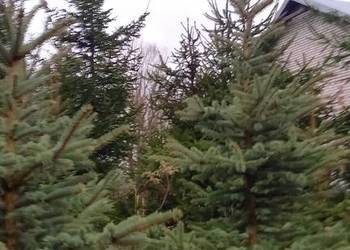 Choinka, świerk srebrny