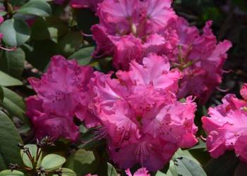 Różanecznik 'Germania' / Rhododendron 'Germania C5