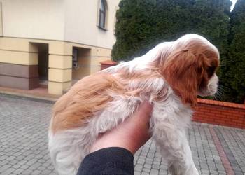 Szczeniak Cavalier Spaniel Cavalier king