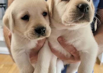 Labrador retriever pochodzenie fci