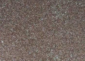 Sprzedam pszenice kilimanjaro do siewu