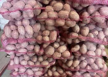 Sprzedam ziemniaki czerwone Red Sonia w kalibrażu 50+ worek 15kg na palecie