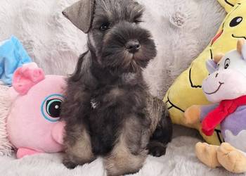 Sznaucer miniaturowy pieprz I sól rodowód FCI/ZKwP