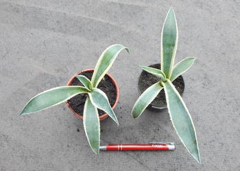 Kolorowa agawa - agave americana variegata "NOVA" - sadzonka