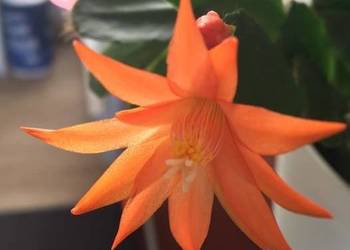 Kaktus wielkanocny Rhipsalidopsis 3 kolory