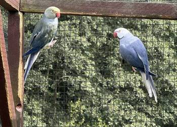 Aleksandretty obrożne głowa ogon