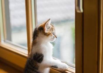 Cena za mycie okien, Wrocław, sprzątanie mieszkań, cennik usługi.