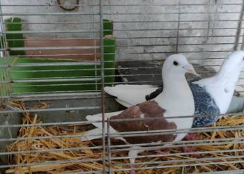 Samce slonskie tarczowe