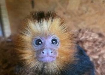 Marmozeta, Lwiatka złotogłowa (Leontopithecus chrysomelas) piękne maluszki