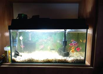 Sprzedam akwarium 50l+ rybki Sprzedam akwarium 50l+ rybki