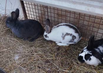 Króliki samce mieszańce i rasowe