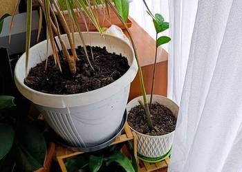 zamiokulkas zamiolistny bardzo pilnie sprzedam