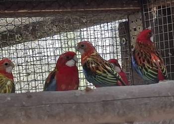 Rozelle białolice 2025