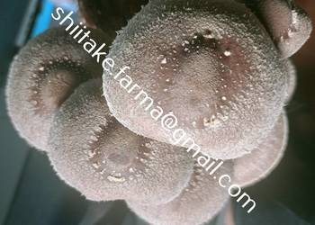 Shiitake świeże grzyby