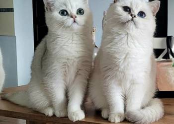 Kocięta Brytyjskie,. Srebrne oraz srebrne  pointy