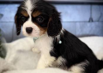 Suczka „BONNIE” Cavalier King Charles Spaniel Tricolor