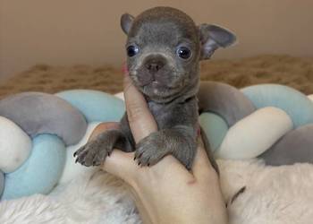 Chihuahua mini piesek krótkowłosy liliowy mini piękny badania DNA