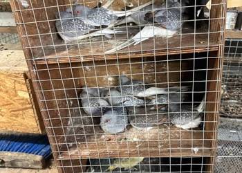 Gołąbki Diamentowe