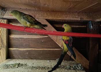 Papugi górskie para