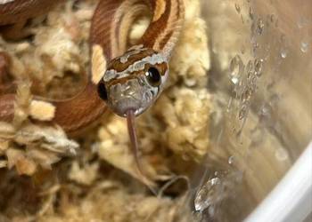 Wąż zbożowy Motley