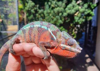 kameleon lamparci ambilobe red bar