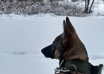 Suka Owczarek Belgijski